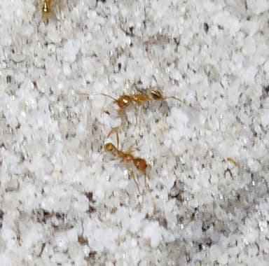 Pheidole morrisii photo 103