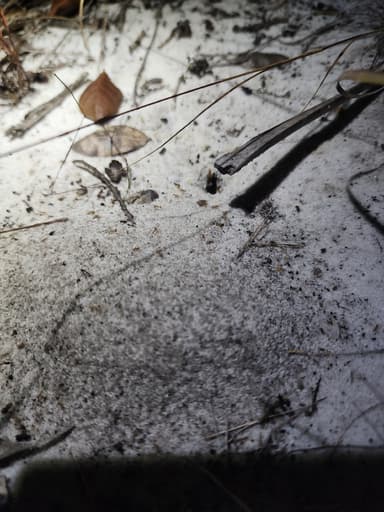 Pheidole morrisii photo 104
