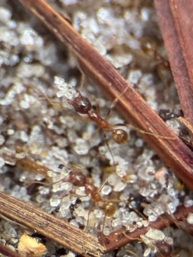 Pheidole morrisii photo 105
