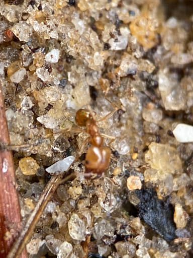 Pheidole morrisii photo 107
