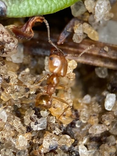 Pheidole morrisii photo 108
