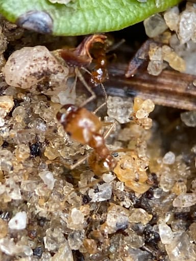 Pheidole morrisii photo 109