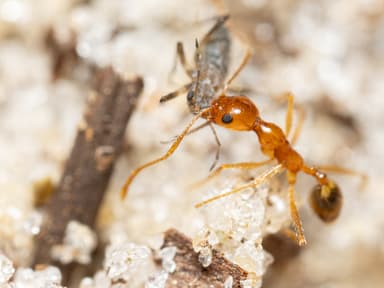 Pheidole morrisii photo 110