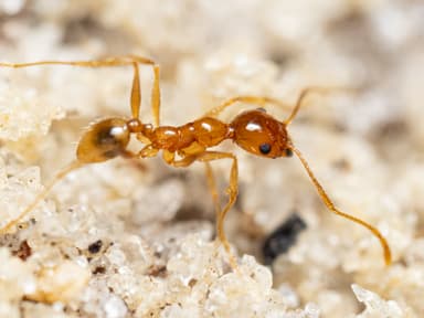 Pheidole morrisii photo 111