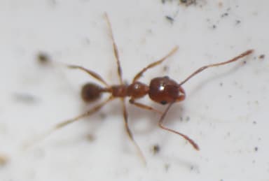 Pheidole morrisii photo 112