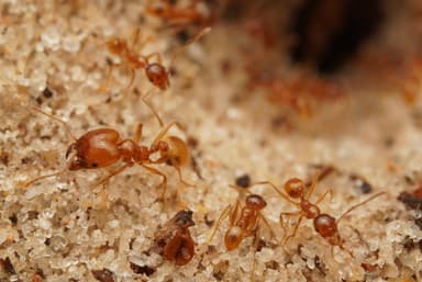 Pheidole morrisii photo 113