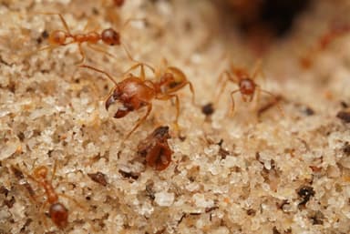 Pheidole morrisii photo 114