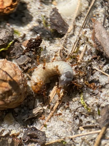 Pheidole morrisii photo 115