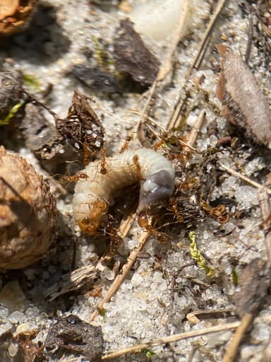 Pheidole morrisii photo 116