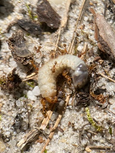 Pheidole morrisii photo 117