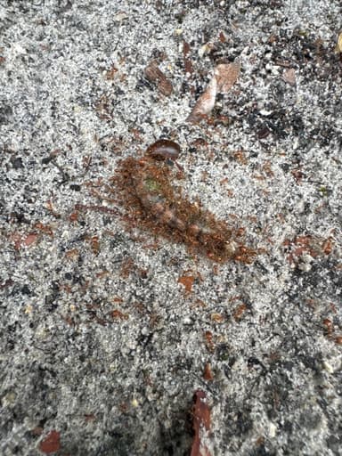Pheidole morrisii photo 119