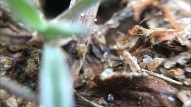 Pheidole morrisii photo 121