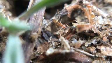 Pheidole morrisii photo 122