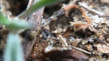 Pheidole morrisii photo 123