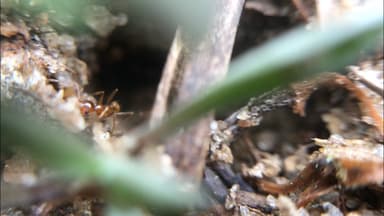 Pheidole morrisii photo 124