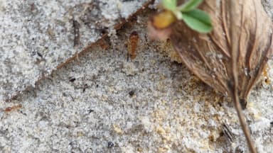 Pheidole morrisii photo 125