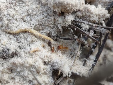 Pheidole morrisii photo 126