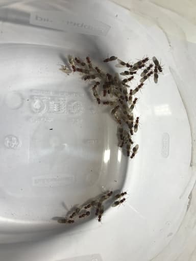 Pheidole morrisii photo 127