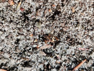 Pheidole morrisii photo 128