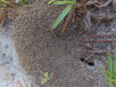 Pheidole morrisii photo 129