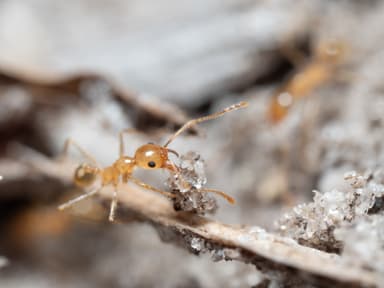 Pheidole morrisii photo 130