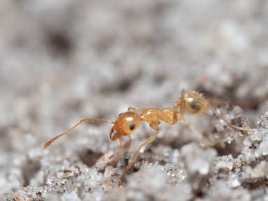 Pheidole morrisii photo 131