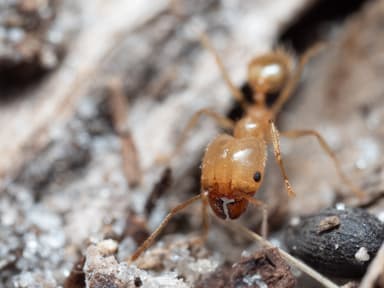 Pheidole morrisii photo 132