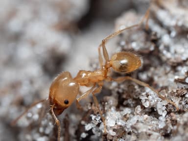 Pheidole morrisii photo 133