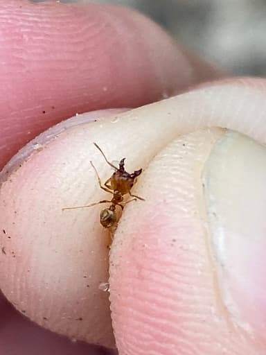Pheidole morrisii photo 134