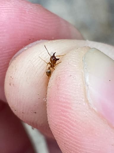 Pheidole morrisii photo 135