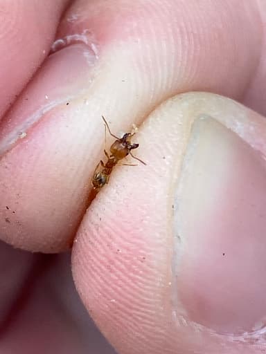 Pheidole morrisii photo 136