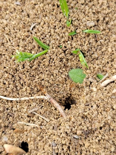 Pheidole morrisii photo 140