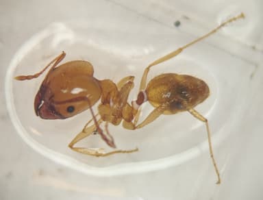 Pheidole morrisii photo 141