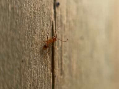 Pheidole morrisii photo 142