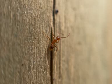 Pheidole morrisii photo 143
