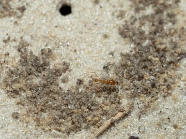 Pheidole morrisii photo 144