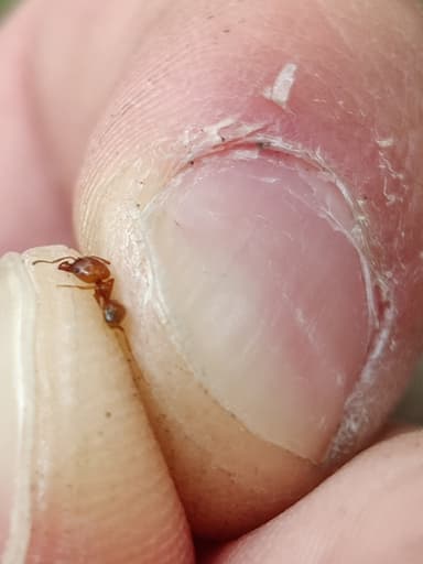 Pheidole morrisii photo 145