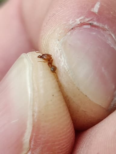 Pheidole morrisii photo 146