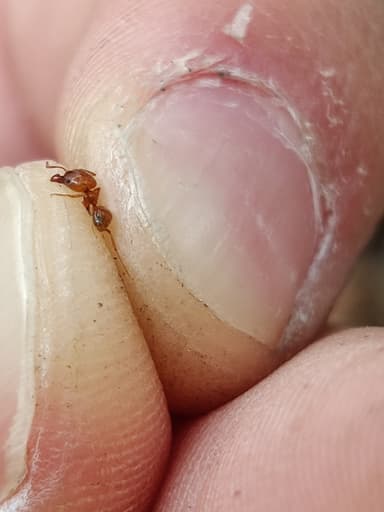 Pheidole morrisii photo 147