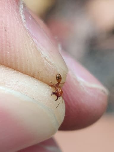 Pheidole morrisii photo 148