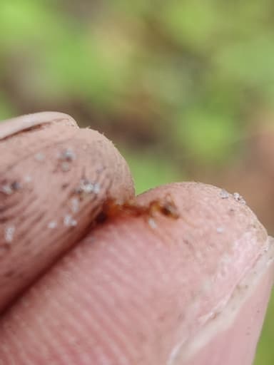 Pheidole morrisii photo 149