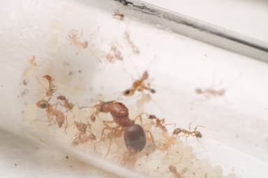 Pheidole morrisii photo 150
