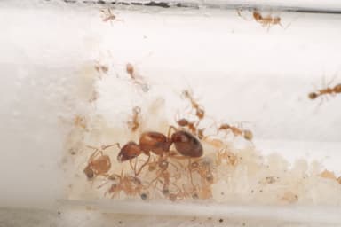 Pheidole morrisii photo 151