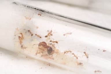 Pheidole morrisii photo 152
