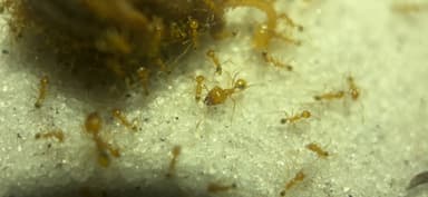Pheidole morrisii photo 153