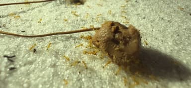 Pheidole morrisii photo 154