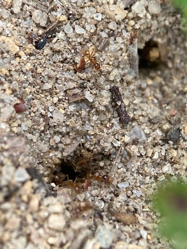 Pheidole morrisii photo 155