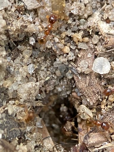 Pheidole morrisii photo 156