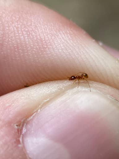 Pheidole morrisii photo 157