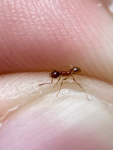 Pheidole morrisii photo 158